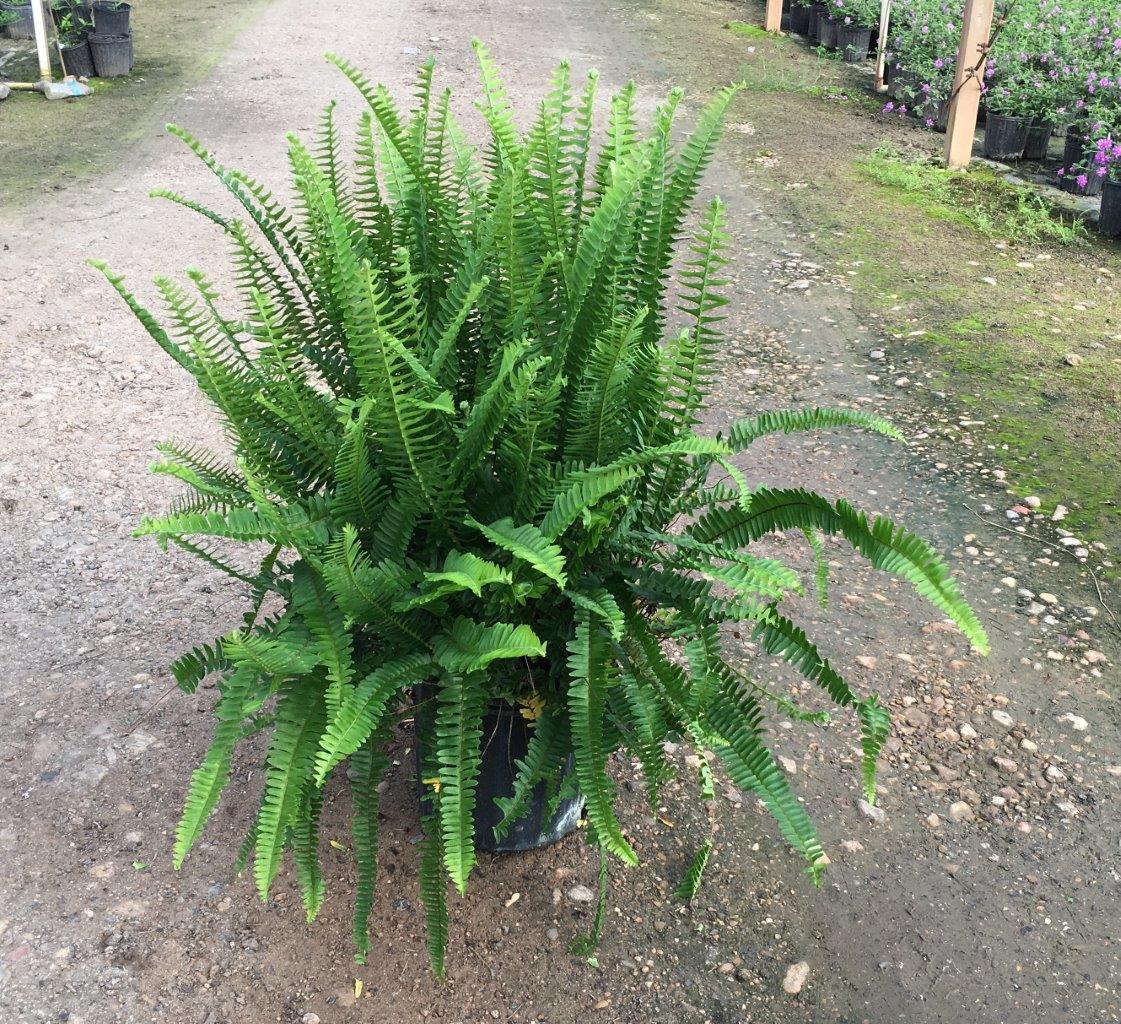 Western Sword Fern
